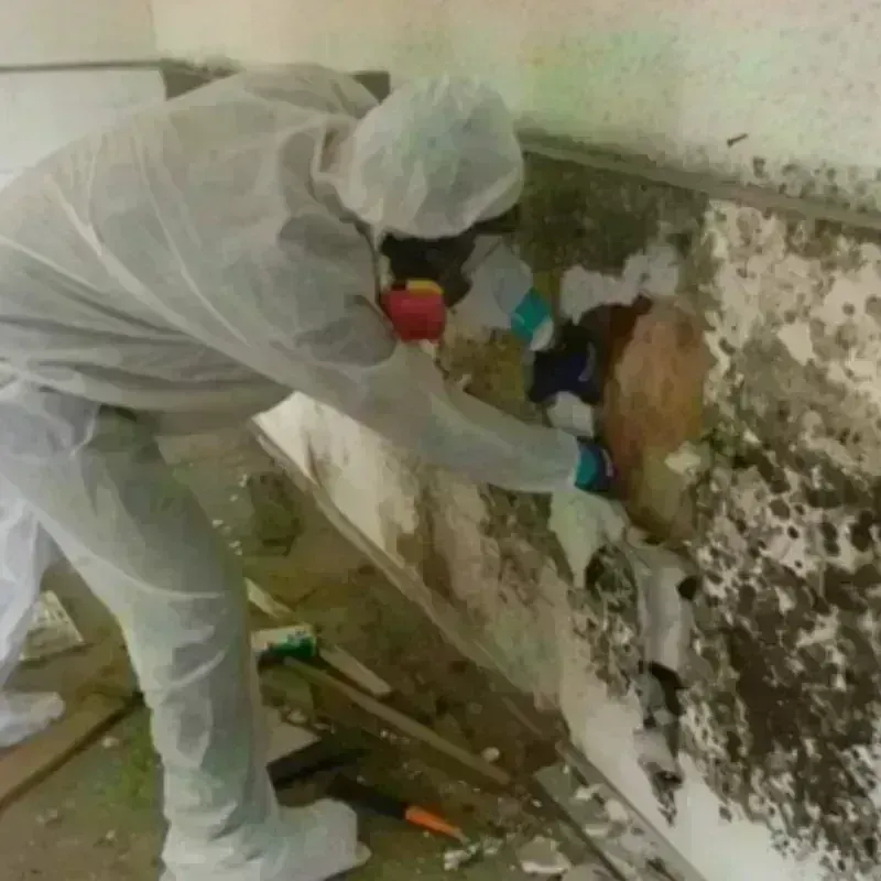 Mold Remediation and Removal in George West, TX